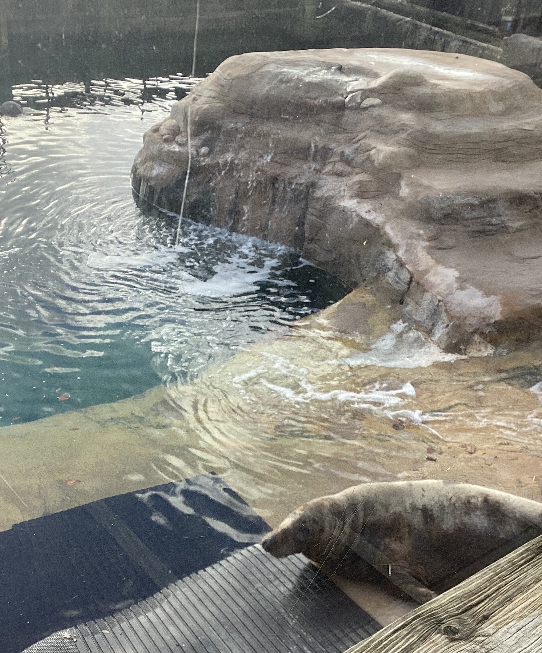 Our learners enjoying a special visit gifted by the Seal Sanctuary in recognition of their fantastic work supporting Surfers Against Sewage with a recent beach clean.