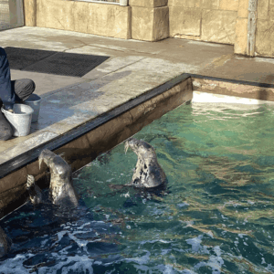 Learners discovering how the Seal Sanctuary cares for injured and orphaned seals, gaining hands-on insights into animal welfare and coastal conservation.
