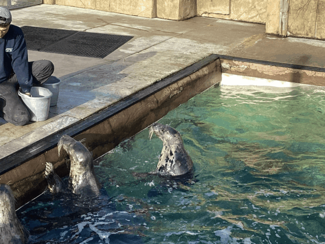 Three Bridges Learners Enjoy Inspiring Visit to the Seal Sanctuary in Gweek
