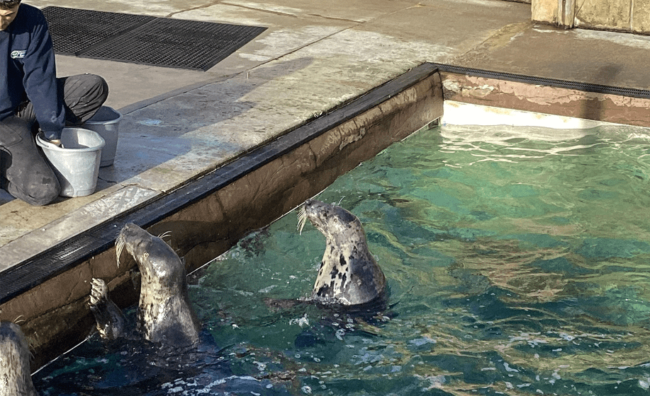 Learners discovering how the Seal Sanctuary cares for injured and orphaned seals, gaining hands-on insights into animal welfare and coastal conservation.
