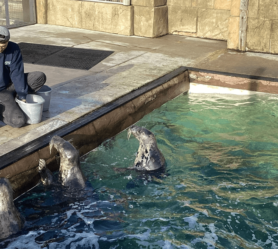 Learners discovering how the Seal Sanctuary cares for injured and orphaned seals, gaining hands-on insights into animal welfare and coastal conservation.