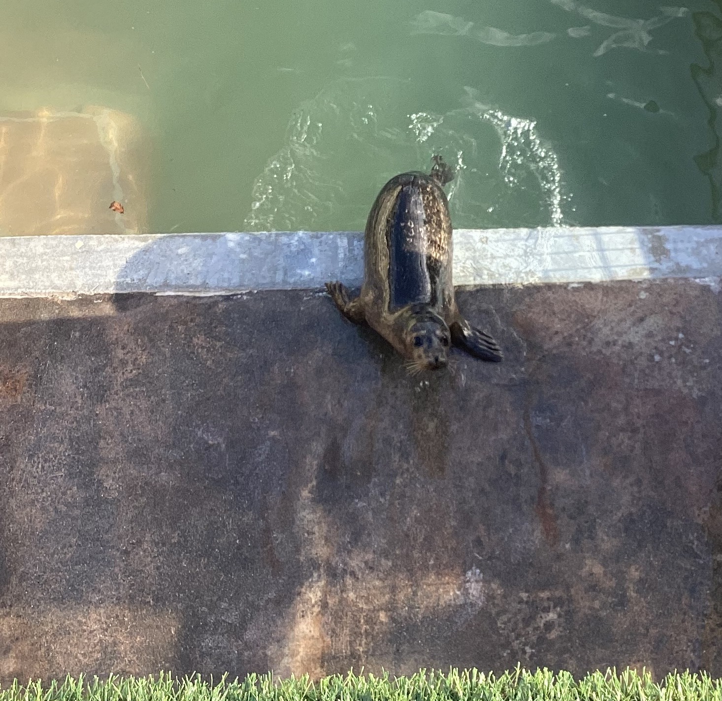 Three Bridges learners exploring the Seal Sanctuary in Gweek, learning about rescued seals and marine conservation during their Autumn term visit.